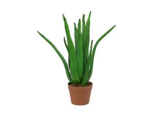 Aloe vera, 63 cm (Aloe vera, 63 cm)