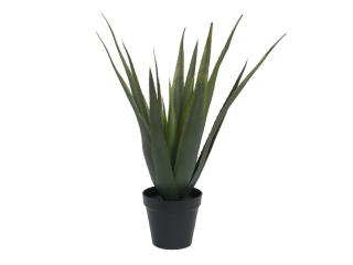 Aloe-Vera rostlina, 60 cm (Aloe-Vera rostlina, 60 cm)