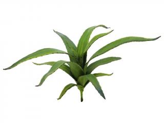 Aloe vera zelená, 66 cm (Aloe vera, zelená, 66cm)