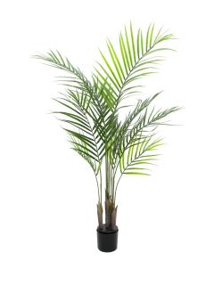 Areca palma s velkými listy, 125 cm (Areca palma)