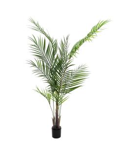 Areca palma s velkými listy, 165 cm (Areca palma s velkými listy)
