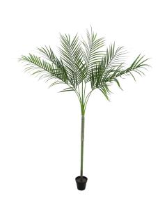 Areca palma s velkými listy, 180 cm (Areca palma s velkými listy)