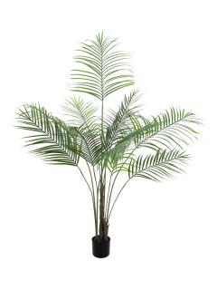 Areca palma s velkými listy, 185 cm (Areca palma s velkými listy)