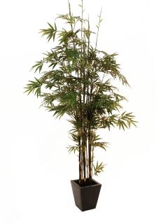 Bambus s tmavým kmenem, 240 cm (Bambus strom s tmavým kmenem, 240 cm)