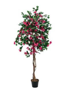 Bougainvillea červená, 150 cm (Rozkvetlý strom Bougainvillea v květináči)