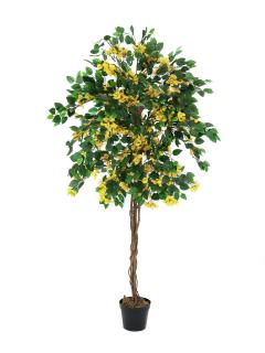 Bougainvillea žlutá, 150 cm (Rozkvetlý strom Bougainvillea v květináči)