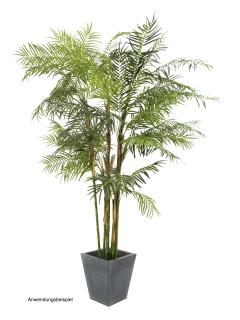 Cykasová palma, 280 cm (Cykasová palma v květináči)