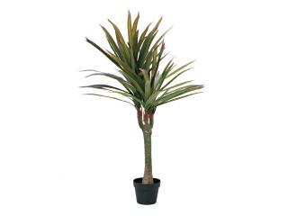 Dracena zeleno-červená, 120 cm (Dracena zeleno-červená, 120 cm)