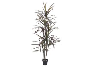 Dracena, zeleno-červená, 180 cm (Dracena, zeleno-červená, 180 cm)