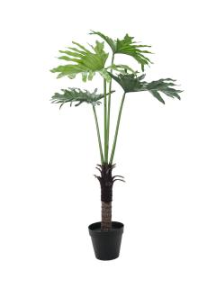 Filodendron palma, 120 cm (Filodendron se čtyřmi velkými listy)