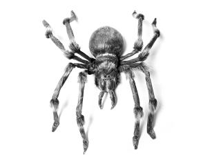 Halloween obří pavouk, 130 cm (Skutečně vypadající obrovský pavouk)