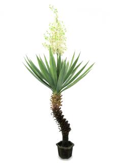 Juka palma 222 cm (Yucca palma s květy)