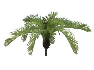 Kapradina Cycas, 50 cm (Kapradina Cycas, 50 cm)