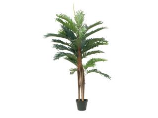Kentia palma, 120 cm (Kentia palma, výška 120 cm)