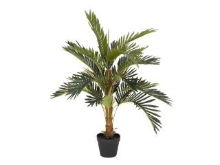 Kokosová palma, 90 cm (Kokosová palma)
