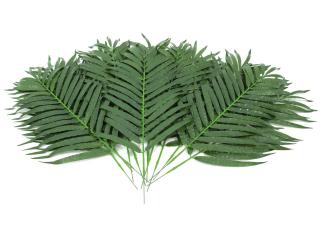 Kokosový palmový list krátký, 80 cm, 12 ks (Palmové listy, délka 80 cm)