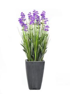 Levandule v květináči, fialová, 45 cm (Levandule v květináči, fialová, 45 cm)