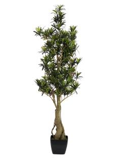 Nohoplod stromek, 115 cm (Podocarpus)