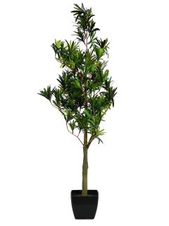 Nohoplod stromek, 90 cm (Podocarpus jako živý)