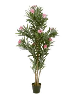 Oleandr, růžový, 150 cm (Oleandr, růžový)