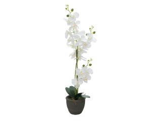 Orchidej s bílými květy, 80 cm (Orchidej s bílými květy, 80 cm)