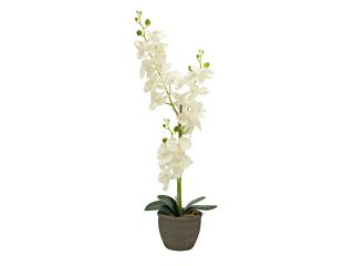 Orchidej se smetanovými květy, 80 cm (Orchidej se smetanovými květy, 80 cm)