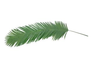 Palma list - kokos královský (kus), 180 cm (Palma list - kokos královský (kus), 180 cm)