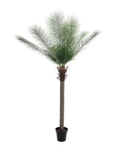 Phoenix palma deluxe, 220 cm (Phoenix palma v deluxe provedení)