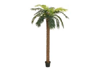 Phoenix palma deluxe, 250 cm (Phoenix palma v deluxe provedení)