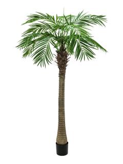 Phoenix palma Luxor, 150 cm (Phoenix palma v provedení Luxor)