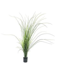 Rákosová tráva, 145 cm (Trs rákosové trávy)