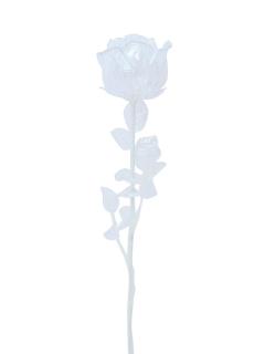 Růže čirá, křišťálová 81cm, 12ks (Růže čirá, křišťálová 81cm, 12ks)