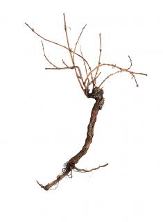 Vinná réva, 150 cm (Přírodní kmen vinné révy)