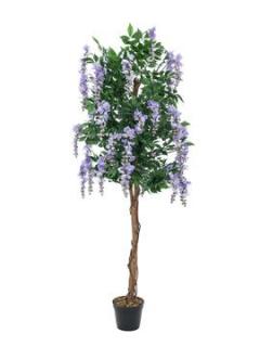 Vistárie fialová, 150 cm (Rozkvetlý strom Vistárie v květináči)