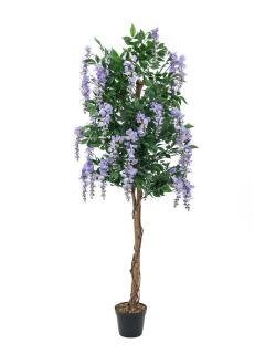 Vistárie fialová, 180 cm (Rozkvetlý strom Vistárie v květináči)