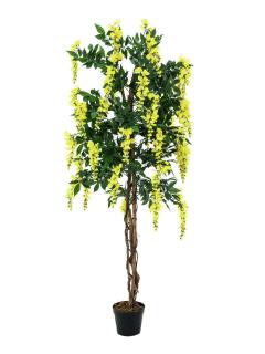 Vistárie, žlutá, 150 cm (Rozkvetlý strom Vistárie v květináči)