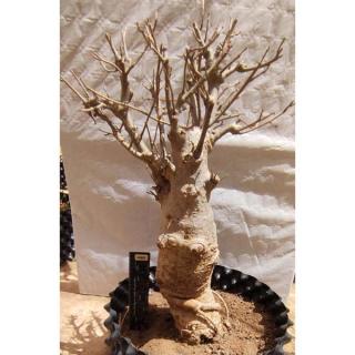 Sazenice baobabu ze Senegalu, 15 let
