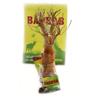 Sazenice baobabu ze Senegalu, 8-9 let