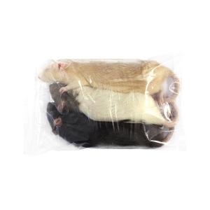 Potkan mražený - váha 251-350 g balení 3 ks (na objednávku)