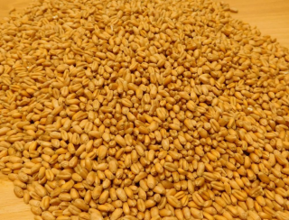 BIO Pšenice ozimá - různá balení Hmotnost: 500 g