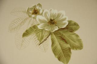 Květy Magnolie CA221 (příjemná bavlna - vhodné na reprezentativní závěs)
