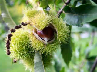 Kaštanovník jedlý 'Castanea sativa'