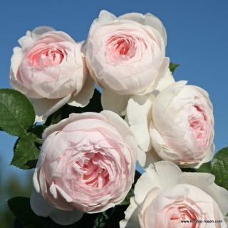 Parfuma růže Kordes 'Herzogin Christiana®' 2l kontejner