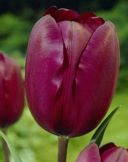 Tulipán 'Jan reus' 5 ks