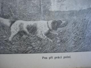 Chov a výcvik ušlechtilých psů loveckých Praha 1909