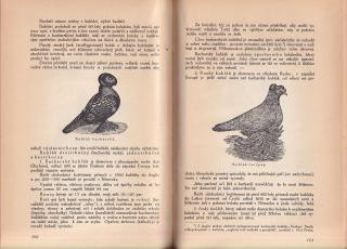 Chov holubů pro užitek i pro sport 1924 holubářství