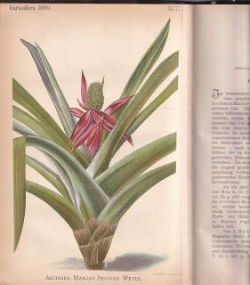 Gartenflora 1900 - Časopis pro zahradnictví a květinářství - 1900 - Berlín