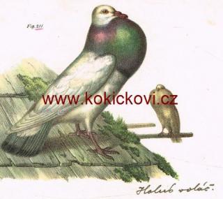 HOLUB VOLÁČ HOLUB ROUSŇÁK litografická tabule 1864  HOLUBÁŘSTVÍ