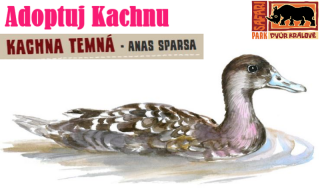 Adoptuj Kachnu