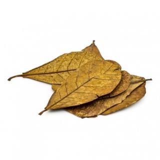 Mandlovník mořský (Catappa leaves) 10 ks